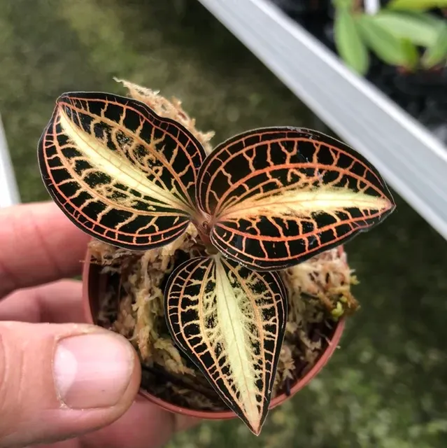 Anoectochilus roxburghii 'Pink Gold'