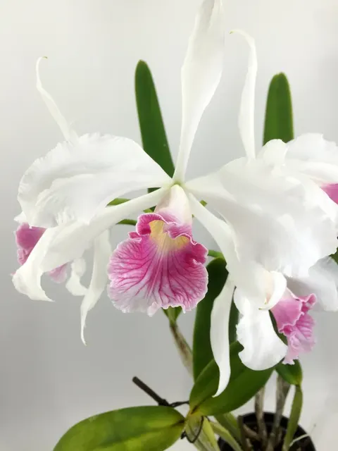 Laelia purpurata var. carnea