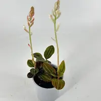 Ludisia discolor