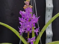 Rhynchodenia Magic Wand Blue