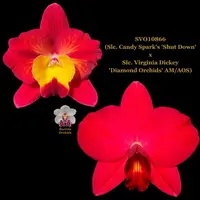 Cattleya Orchid Hybrid SVO10866 (Slc. Candy Sparks 'Shut Down' x Slc. Virginia Dickey 'Diamond Orchids' AM/AOS)