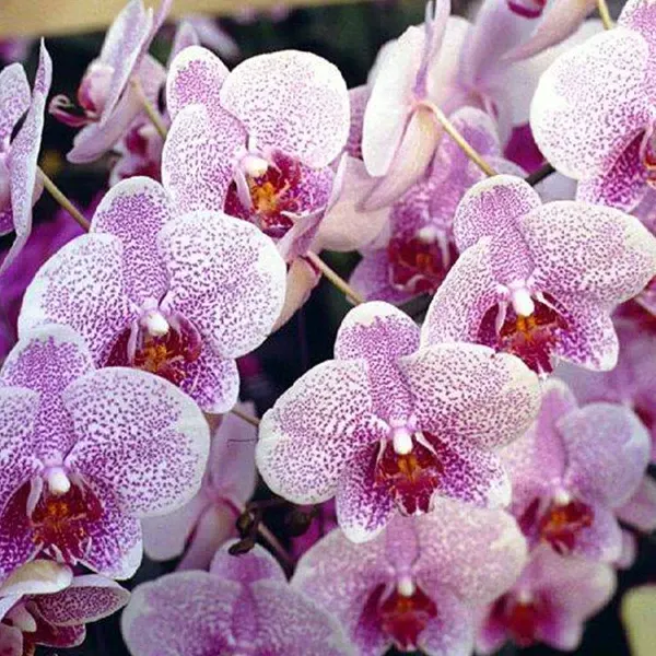 Phalaenopsis Beautiful Smile