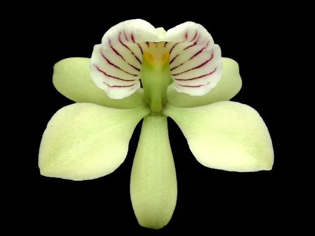 Prosthechea radiata ‘#1’ x radiata ‘NG’