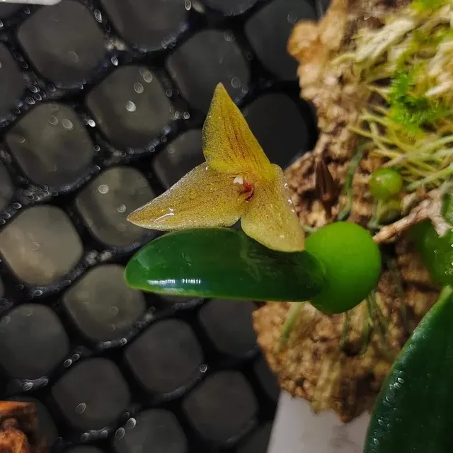 Bulbophyllum oblongum