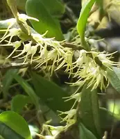 Bulbophyllums for sale