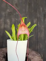 Drac. Quasidmodo 'Gargoyle' AM/AOS