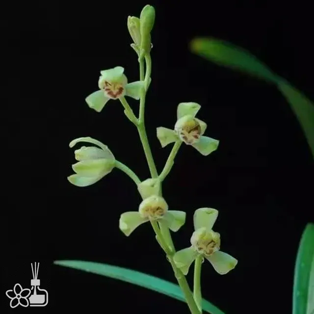 Cymbidium ensifolium 'Yi Pin Mei'