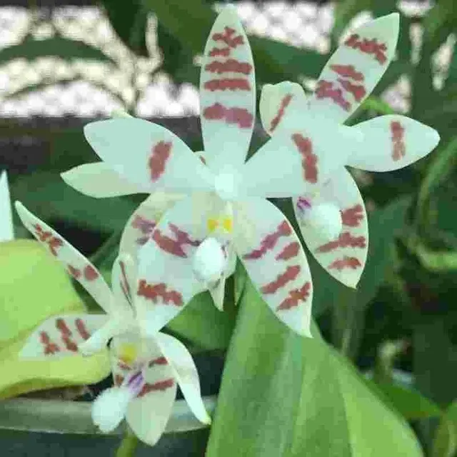 Phalaenopsis tetraspis spot sp (Phalaenopsis)