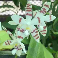Phalaenopsis tetraspis spot sp.