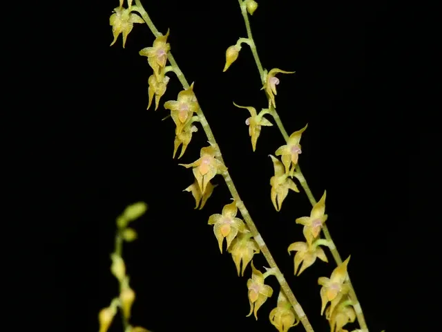 Platystele misasiana (Platystele)