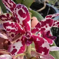 Vandopsis gigantea X Rhyn. gigantea red