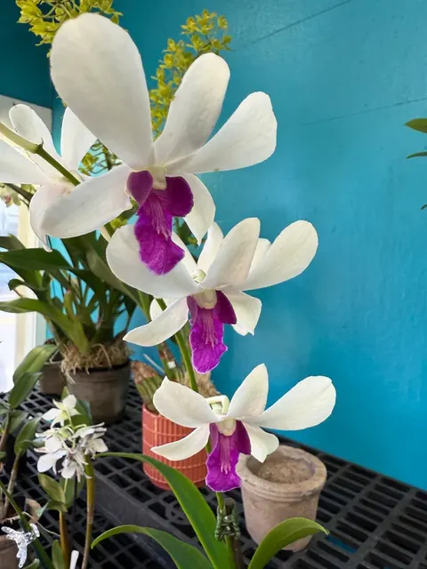 Dendrobium Woon Leng Orchid (Dendrobium)