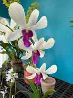 Dendrobium Woon Leng orchid — Not Currently In Bloom or Spike