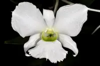 Dendrobium sanderae var. luzonicum, established young plants