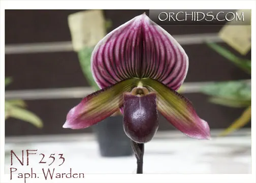 Paphiopedilum Warden 'Note: Robust Grower' (Paphiopedilum)