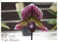 Paph. Warden 'Note: Robust Grower ' (Maudiae ' Los Osos' AM/AOS x Paph. Holdenii ' The Queen')