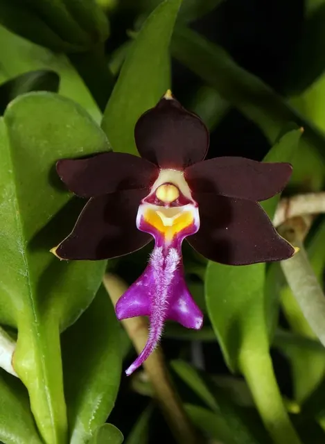 Trichoglottis brachiata var. philippinensis