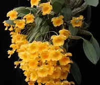 Fragrant – Dendrobium jenkinsii (3.5” pot)
