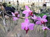 Doritis pulcherrima var marmorata (from LAOS)