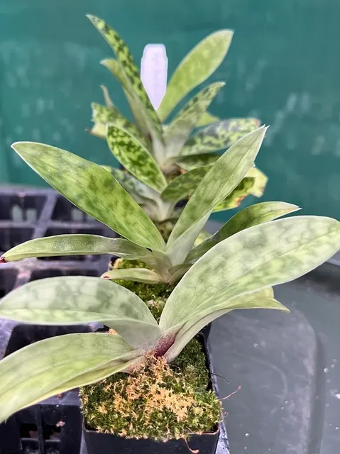 Paphiopedilum Doya You Beautiful (Paphiopedilum)
