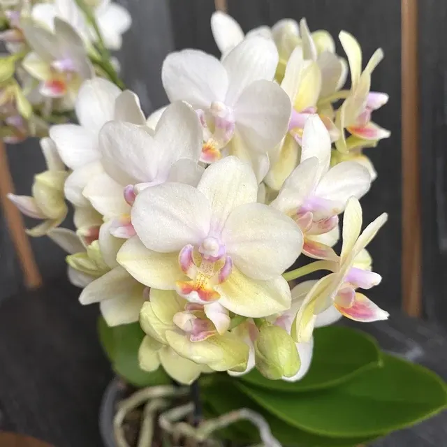 Phalaenopsis Sun Seeker