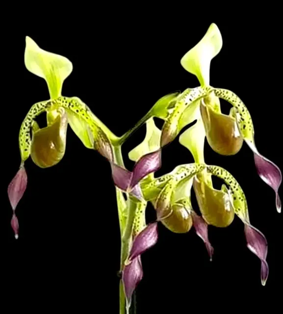 Paphiopedilum Quintal Wonder
