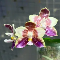 MO865 Phalaenopsis Mituo Speciosa Dragon 'Zisha'