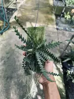 Dendrobium leonis (Well plants)
