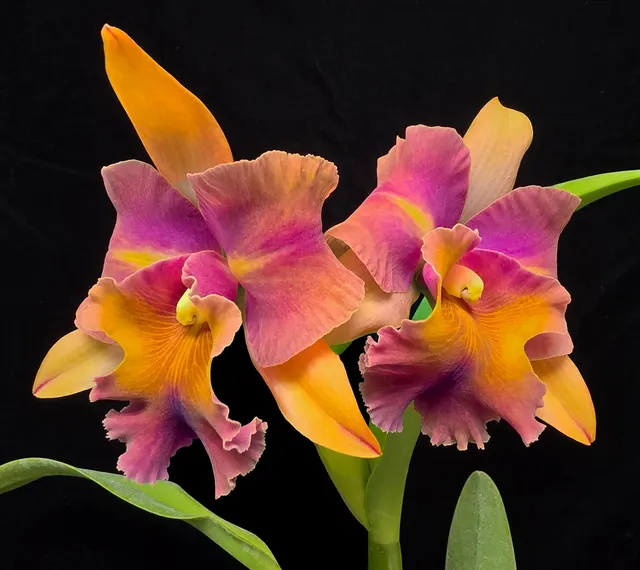 Rhyncholaeliocattleya Million Star (Rhyncholaeliocattleya)