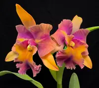 Rhyncholaeliocattleya Million Star