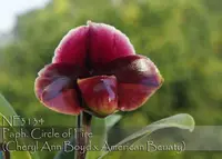Paph. Circle of Fire ', Note: Heat Tolerance ' (Cheryl Ann Boyd ' Corona' x American Beuaty ' Montclair' )