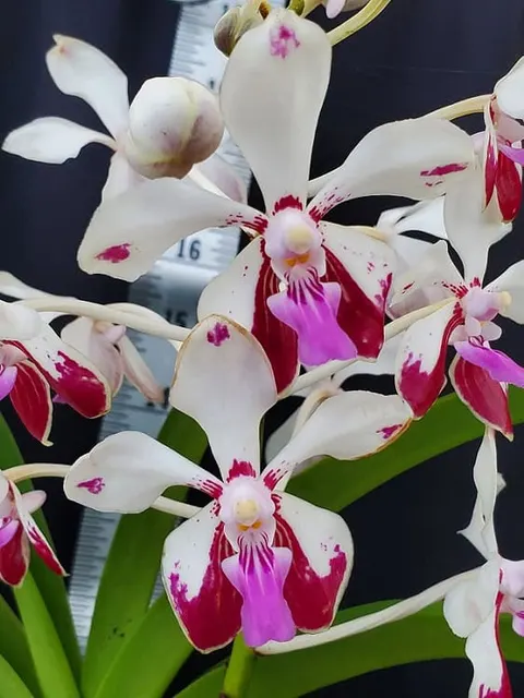 Vanda Loke (Vanda)