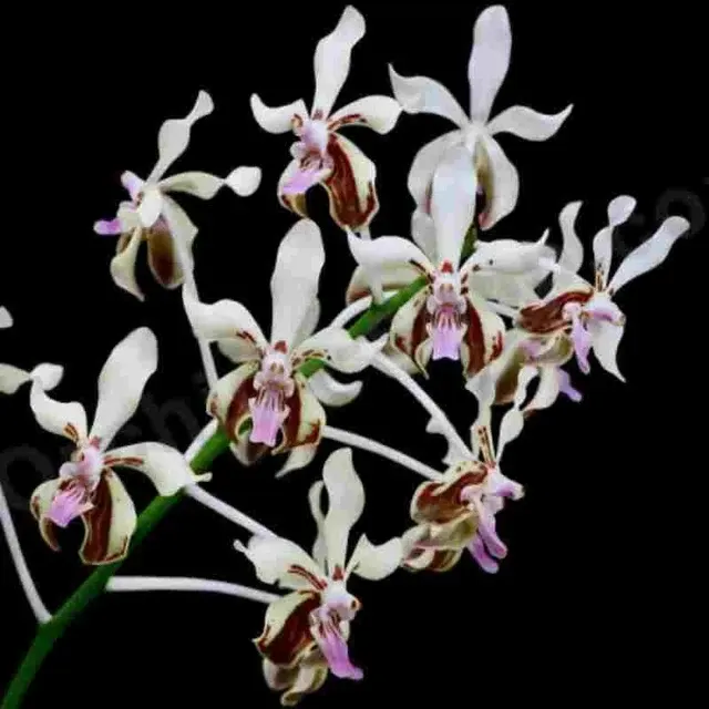 Vanda lamellata sp 'Okinawa' (Vanda)