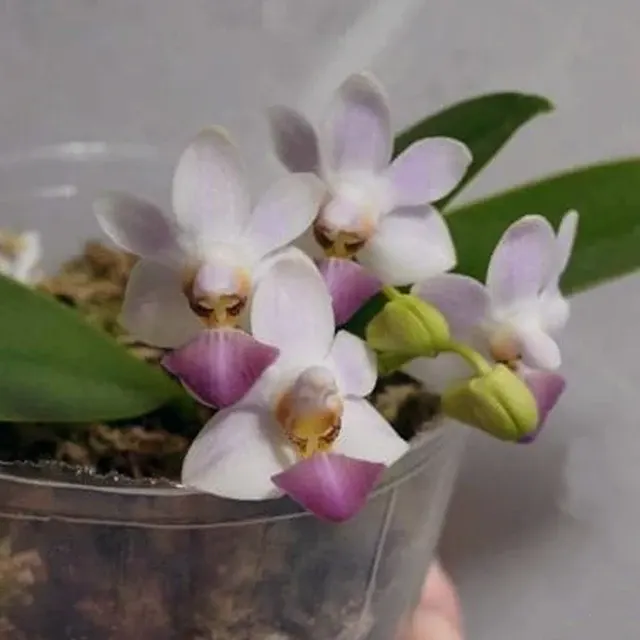 Phalaenopsis Evarise Blue Angel 'Violet'