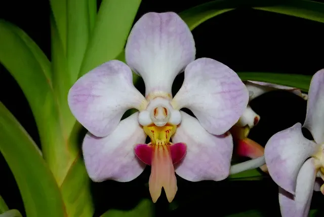 Vanda foetida (Vanda)