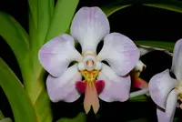 Vanda foetida – Rare Species – Large Blooming Size!