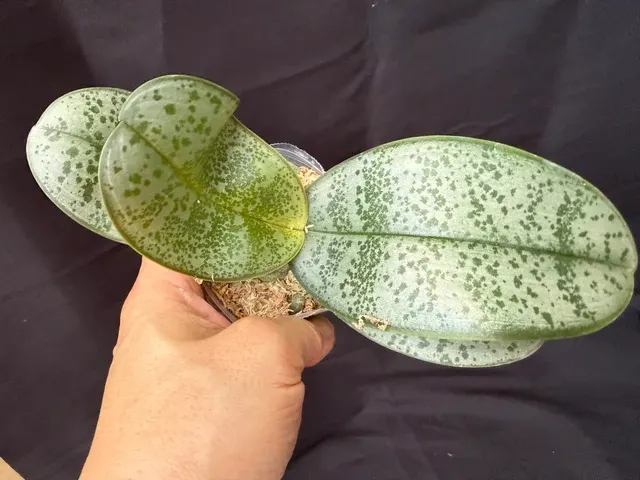 Phalaenopsis KS Pinkish
