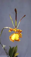 Psychopsis Orchid in 2.5" Pot, Mendenhall 'Hildos' FCC/AOS, Unusual Flowering Plant, Rooted Orchid Plant