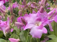 Ready to Flower Size Dendrobium King Dragon Big Lip