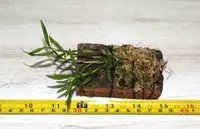 DENDROBIUM (PARVULUM WHITE x SUBACAULE) x VEXILLARIUS RED SMALL ORCHID CROSS MOUNTED