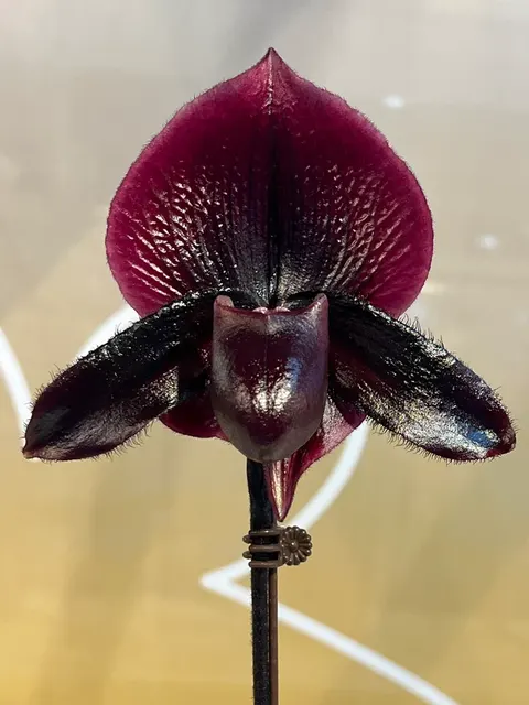 Paphiopedilum TRISTAR RED CANDLE (Shun-Fa Web x charlesworthii) (Paphiopedilum)