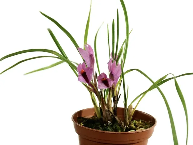 Dendrobium violaceum thin leaves (Dendrobium)