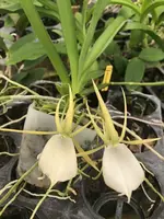 Angraecum Praestans Near Blooming Size Plant (1-2 years to bloom)