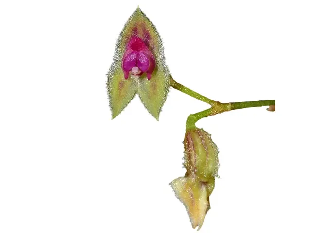 Lepanthes acarina