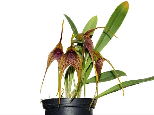 Masdevallia Anochecer (Masdevallia)