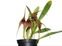 Masdevallia Anochecer