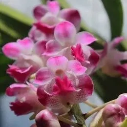 Aerides Korat Koki X Aerides Flabellata (Aerides)