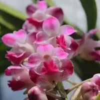 Aerides Korat Koki X Aerides Flabellata