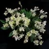 Dendrobium Micro Chip