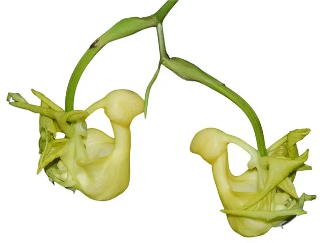 Coryanthes speciosa 'alba' (Coryanthes)